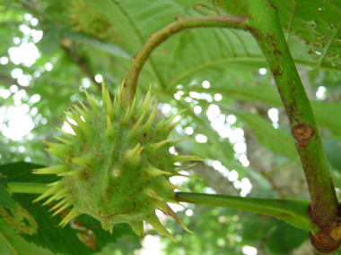 Fruits (marrons) présents dans une bogue souvent très épineuse. Agrandir dans une nouvelle fenêtre (ou onglet)